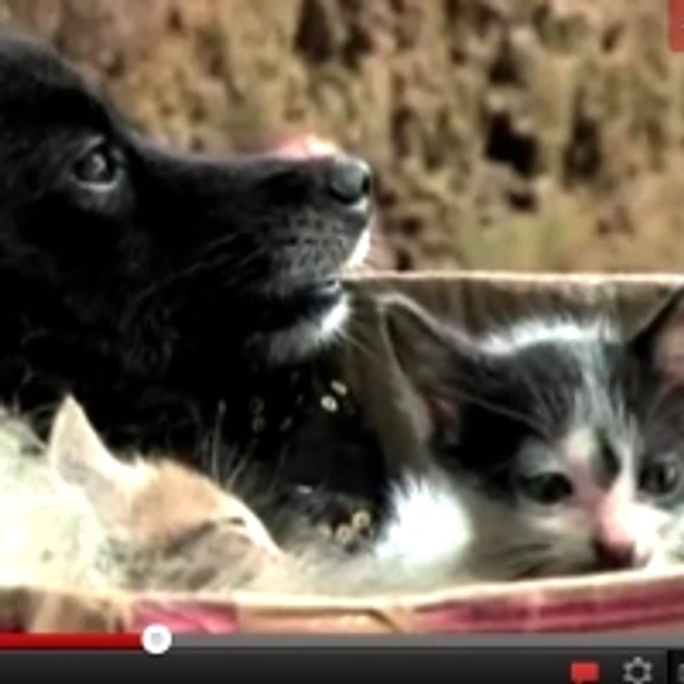 Dog Adopts Abandoned Kittens