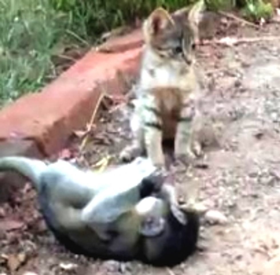 Kitty Plays with Rescue Baby Monkey