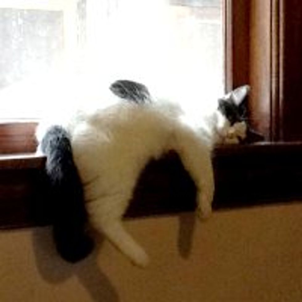 Kitty Outgrows Her Favorite Nap Spot