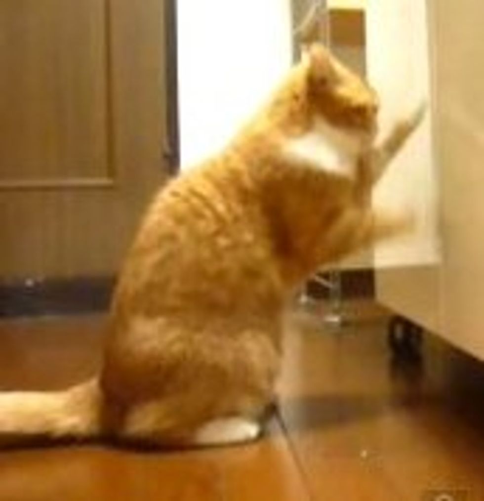 Cat Knocks for Food
