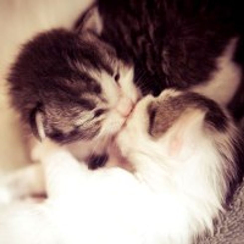 Love and Kisses - Love Meow