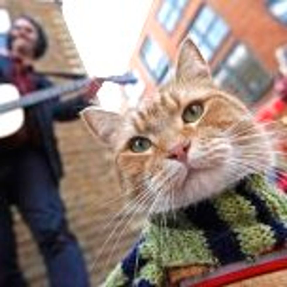 Bob the Street Cat Adopts Musician and Finds Everlasting Friendship