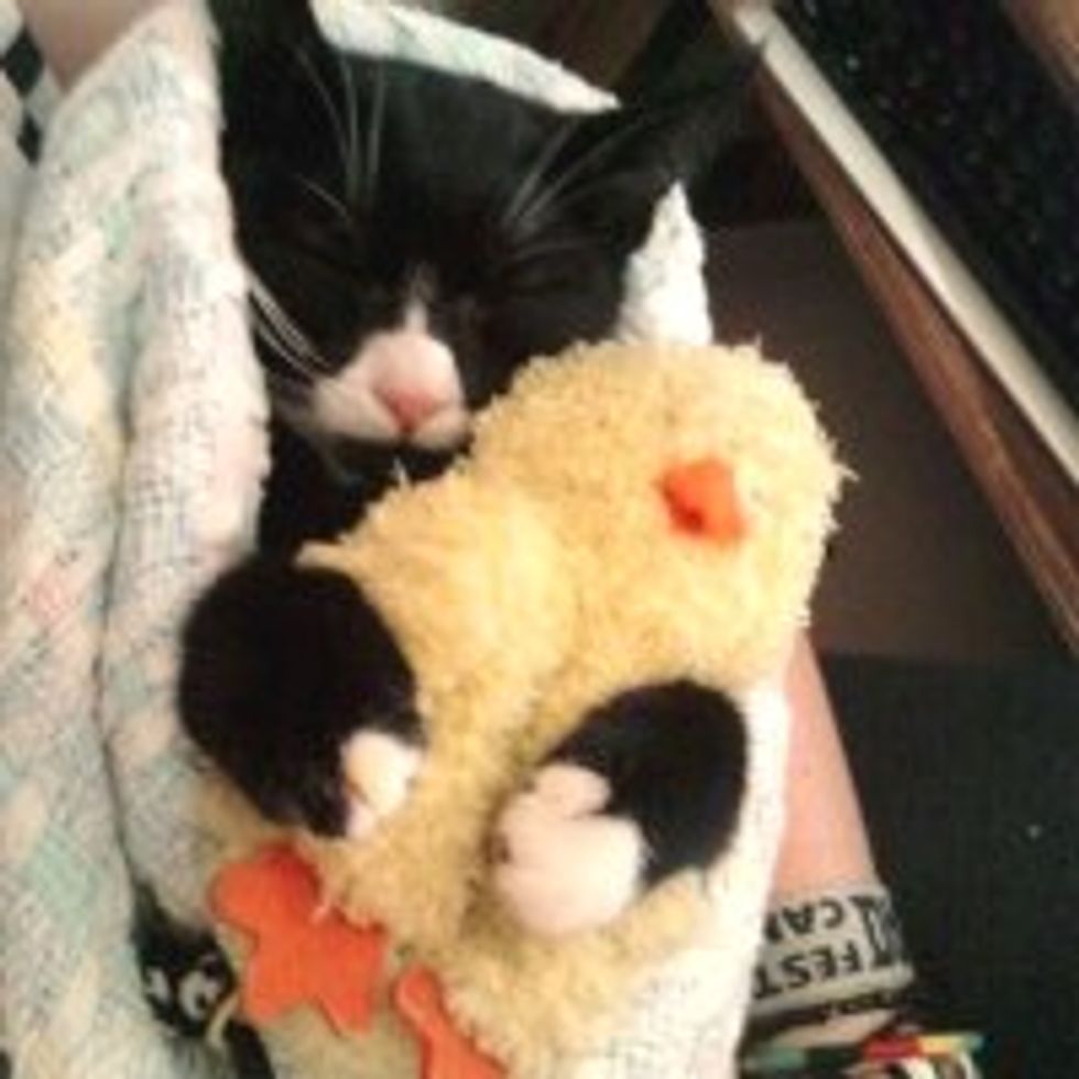 Kitty Never Sleeps without Her Little Quack