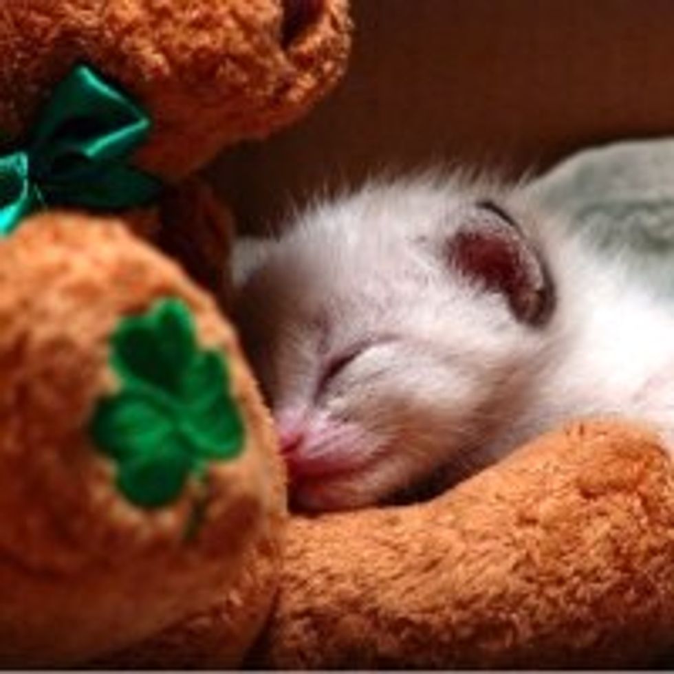 What Kitty Does on St. Patrick's Day