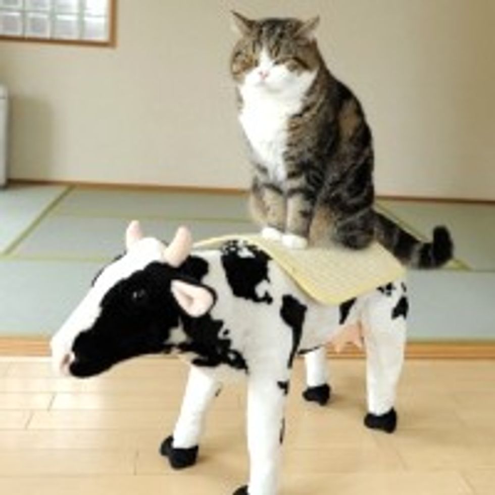 Maru and His Noble Steed the Cow