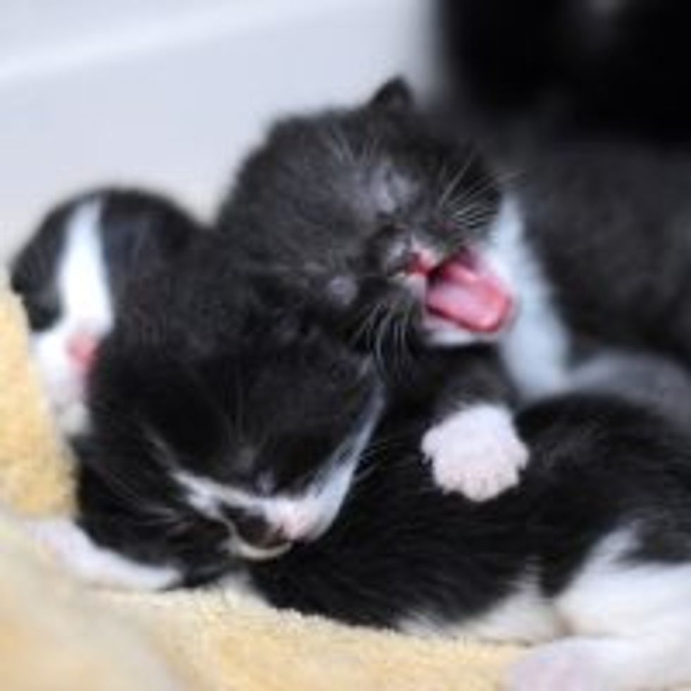 Tuxedo Kitties Piling Up