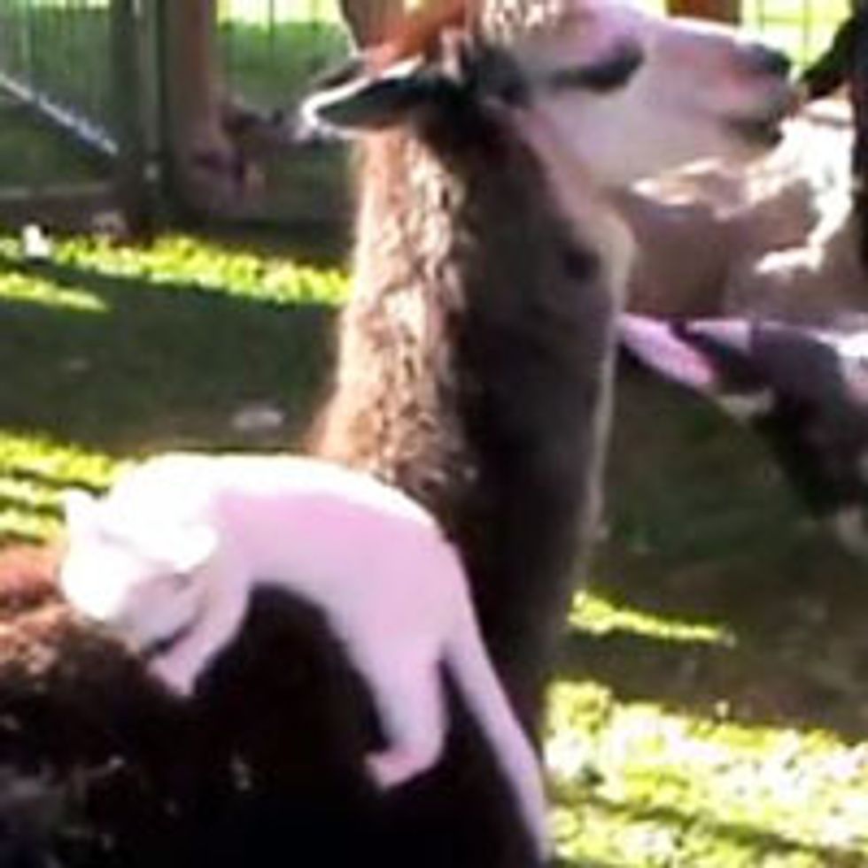 Kitty Finds Llama to Be Mama