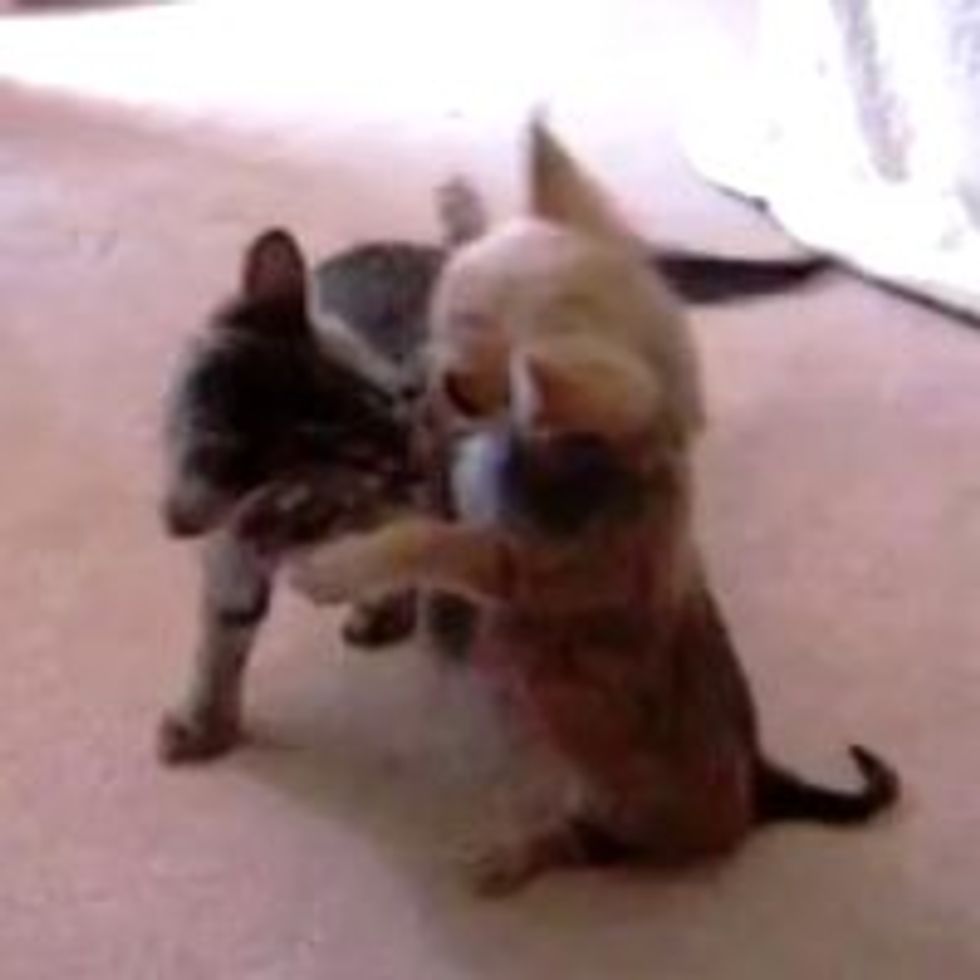 Kitten Plays with Chihuahua Puppy