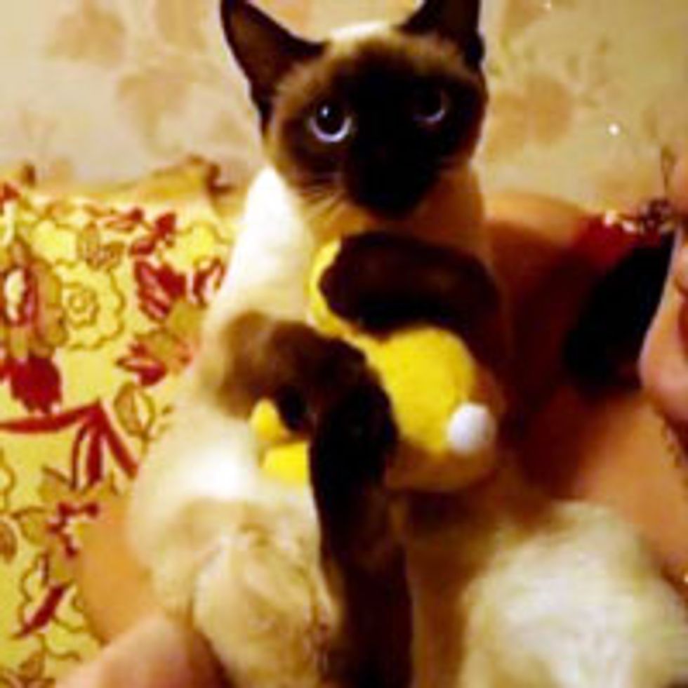 It's My Bunny Toy!