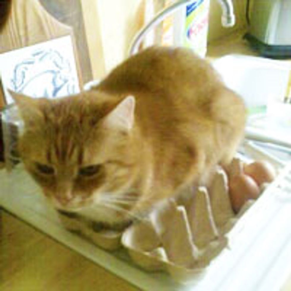 Kitty Tries to Hatch Eggs