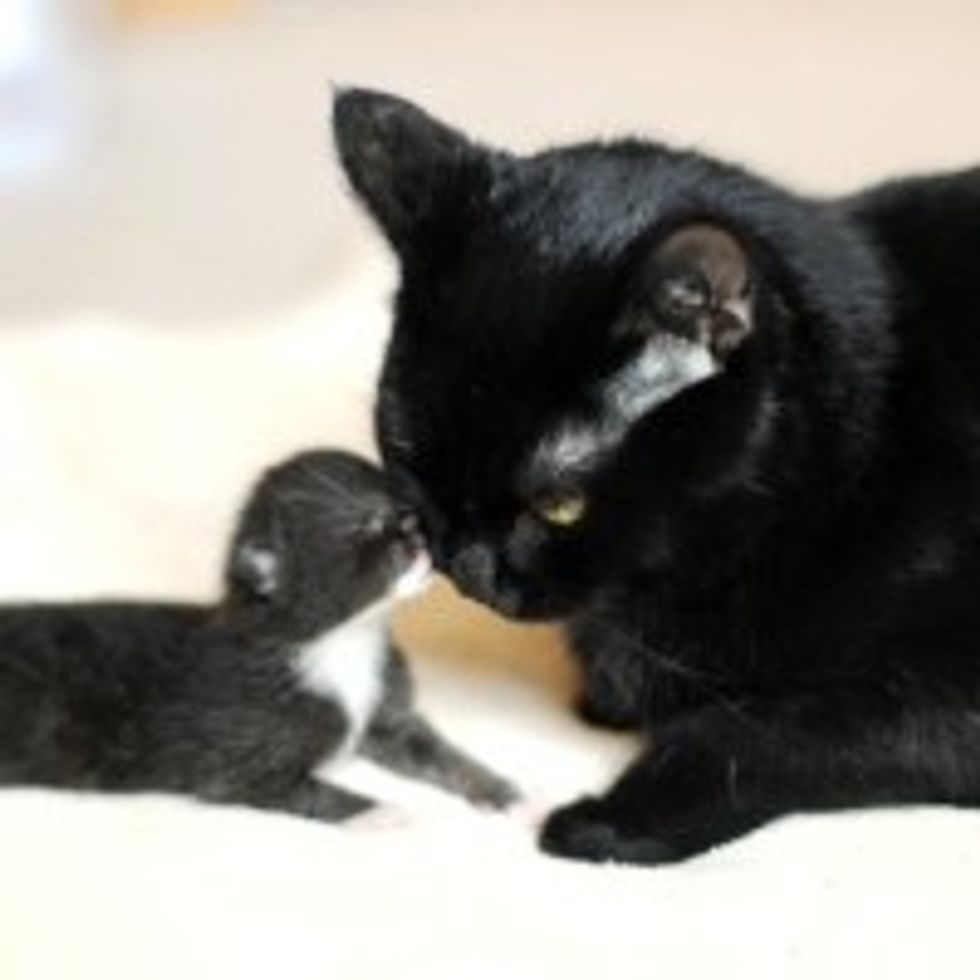 Kiss, Cuddle, and Dedication from a Rescue Cat Mama