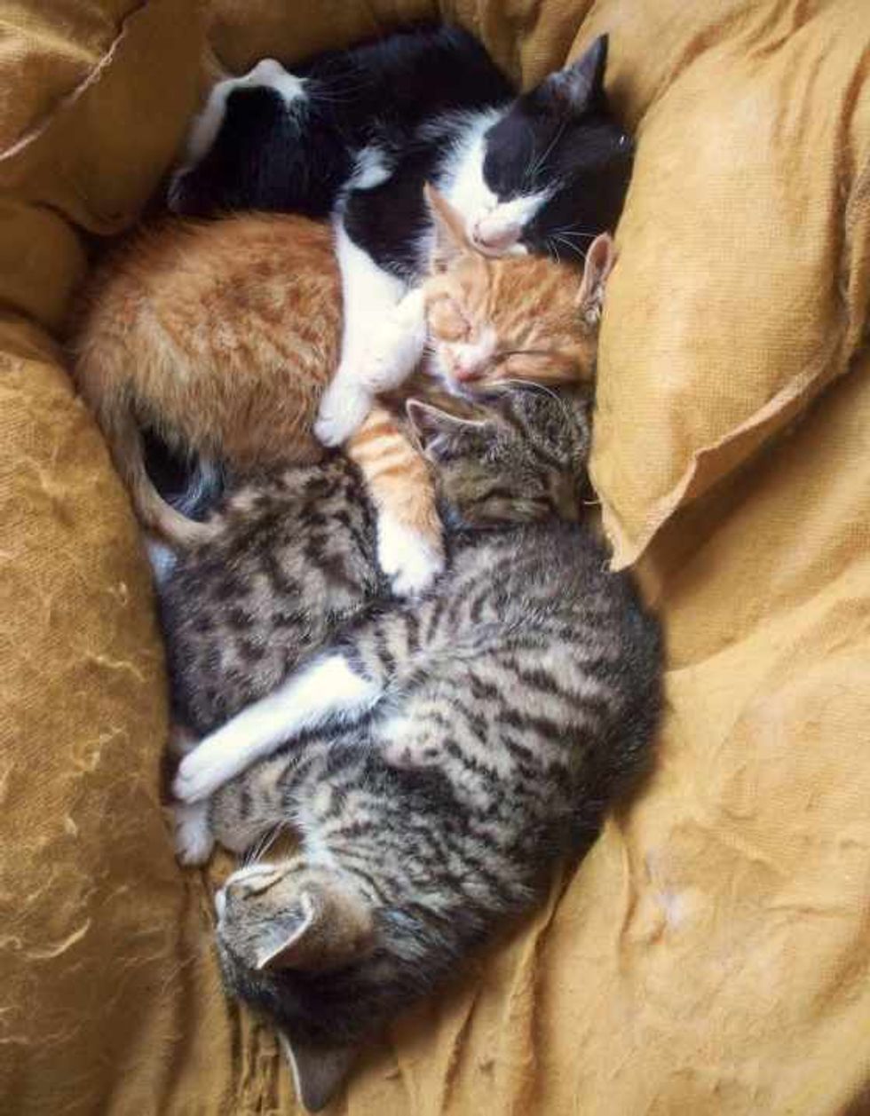 Cuddle Puddle Slumber Party Love Meow