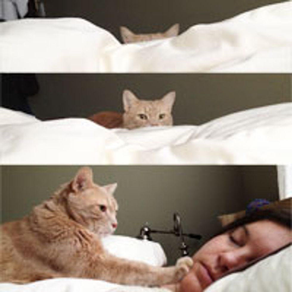Stealthy Alarm Cat