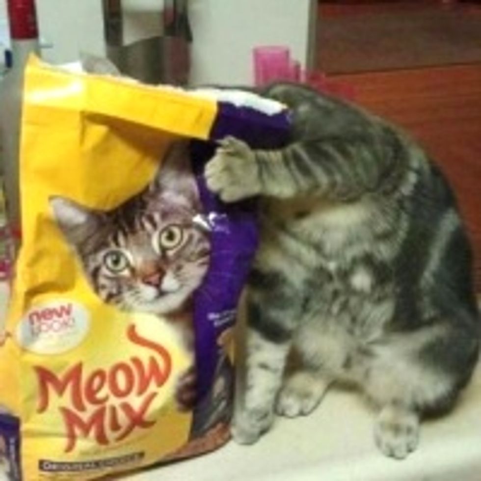 Furry Master of Disguise