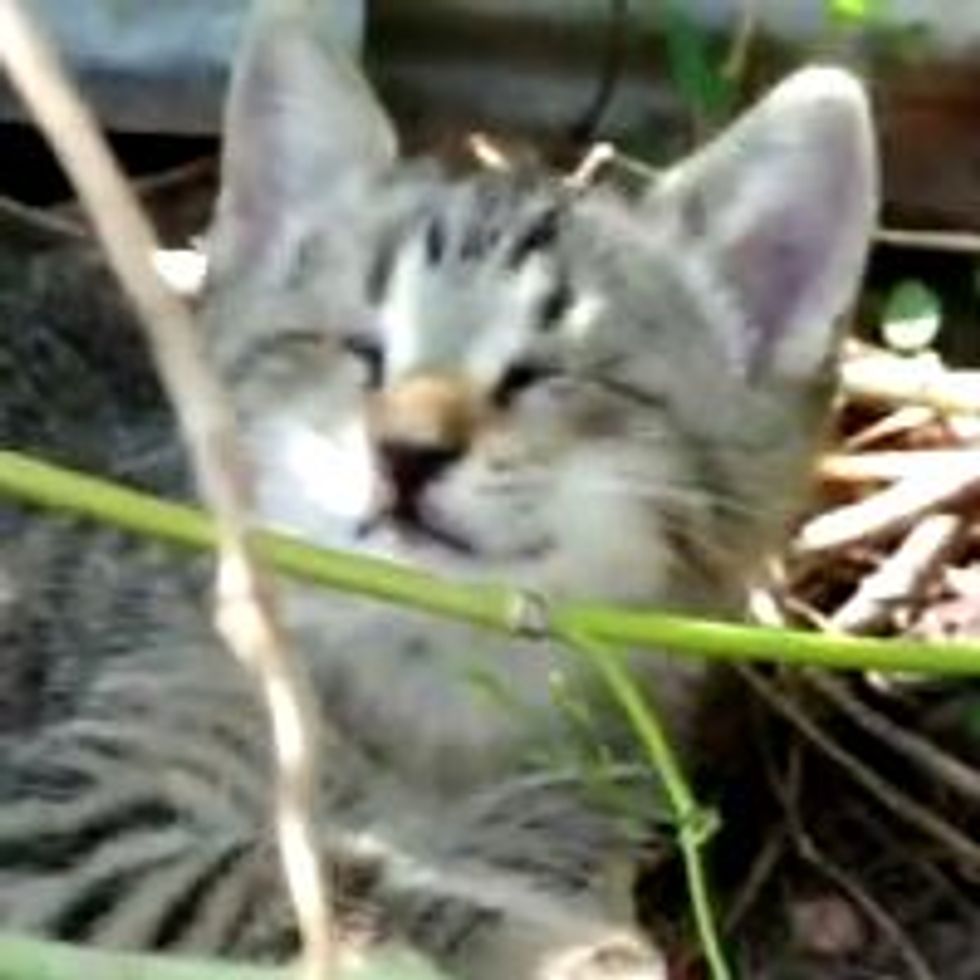 Oskar the Blind Kitten on the Day He was Found