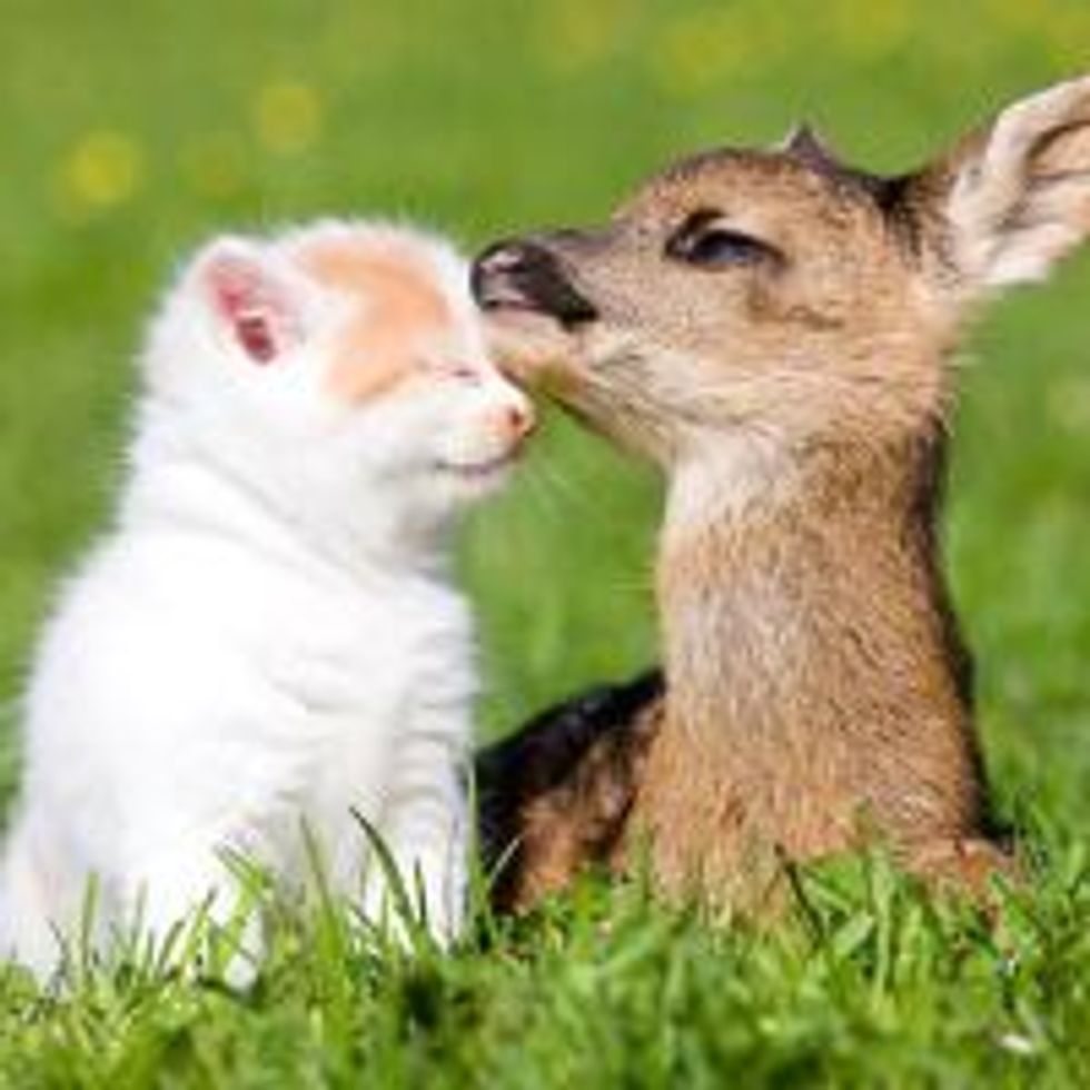 Kitten and Deer, Best of Friends
