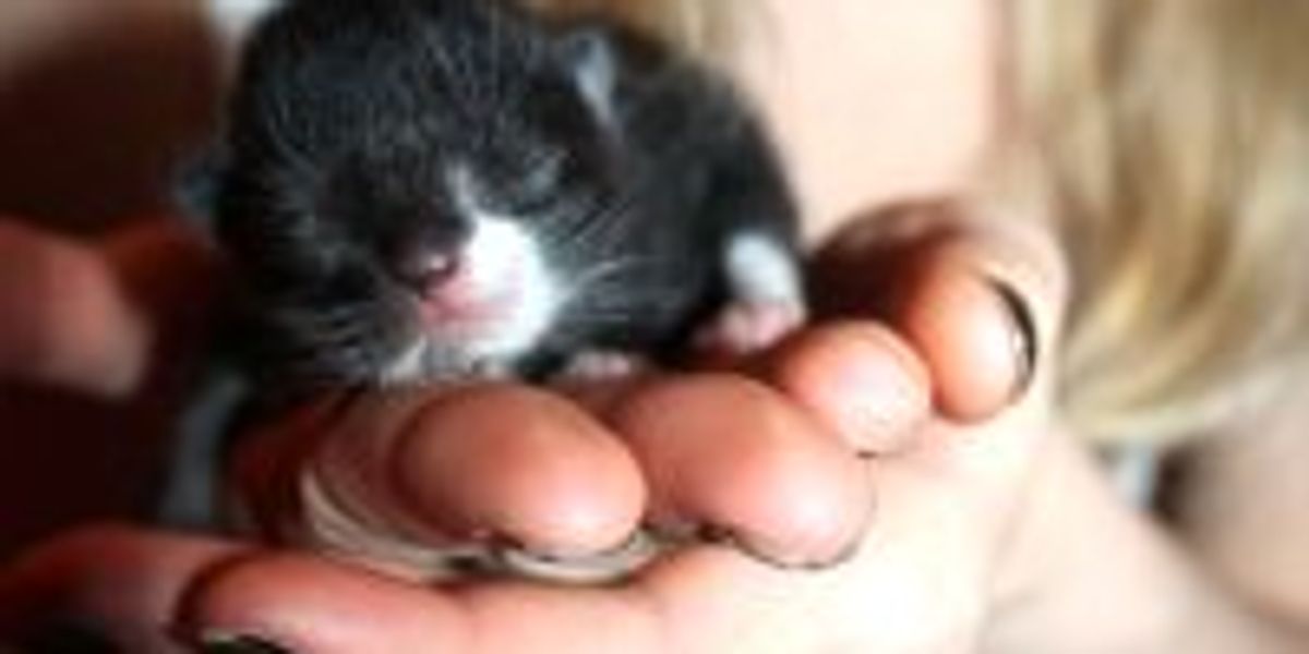 Itty Bitty Bundle of Cute Love Meow