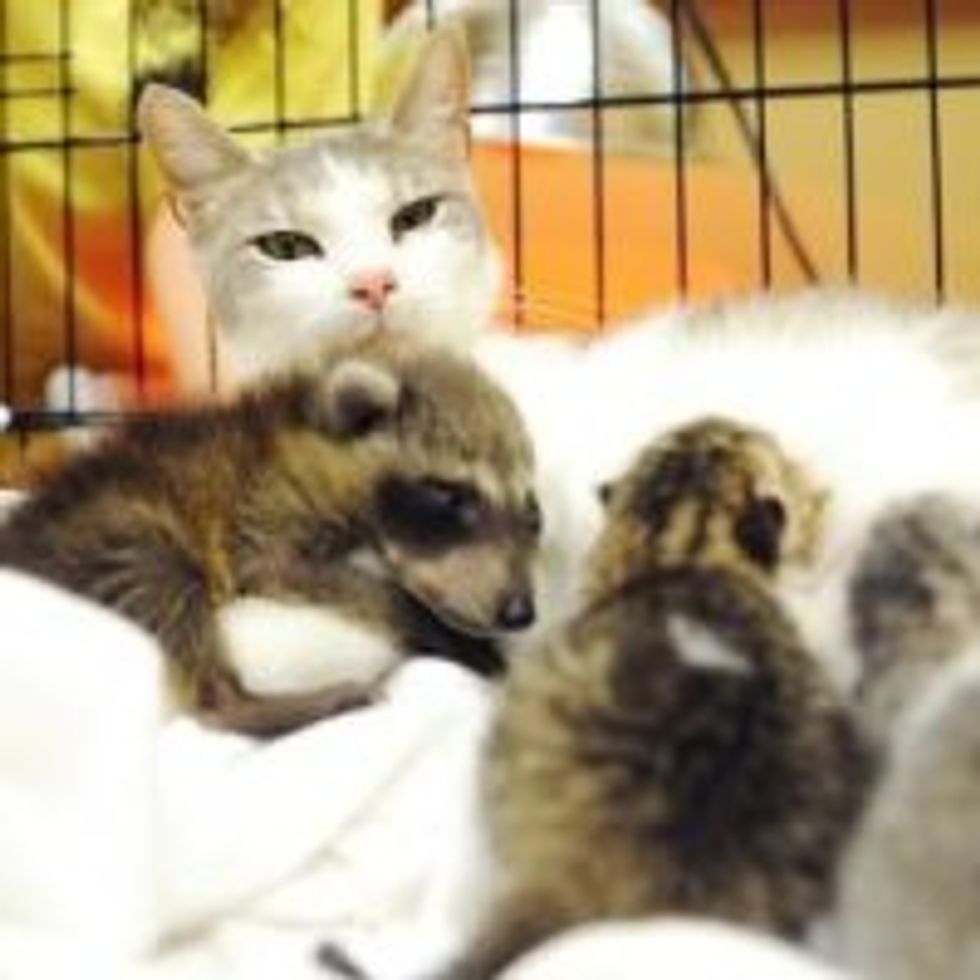 Mama Cat Adopts Rescue Baby Raccoon
