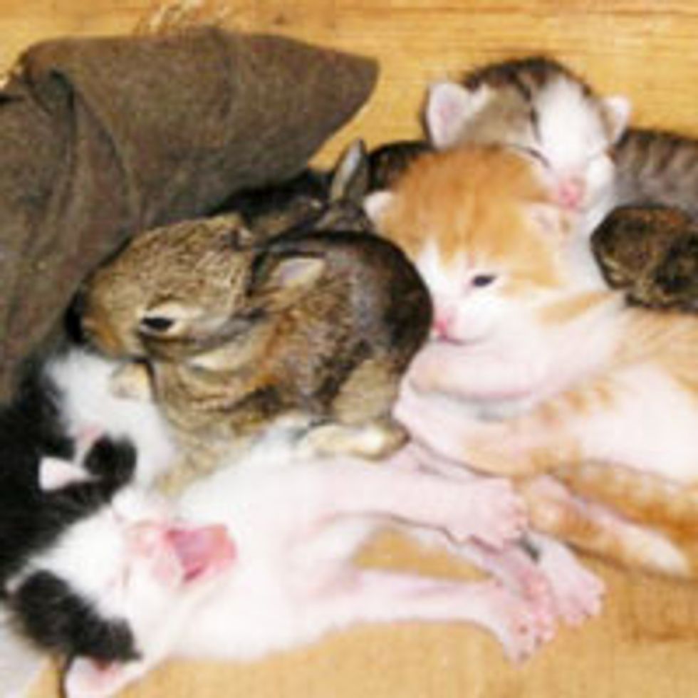 Kitty Family Takes in Baby Bunnies