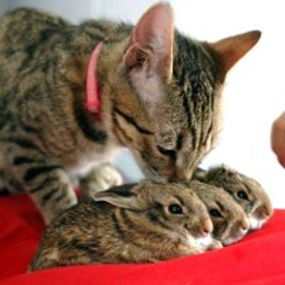 Tabby Kitty Adopts Bunnies