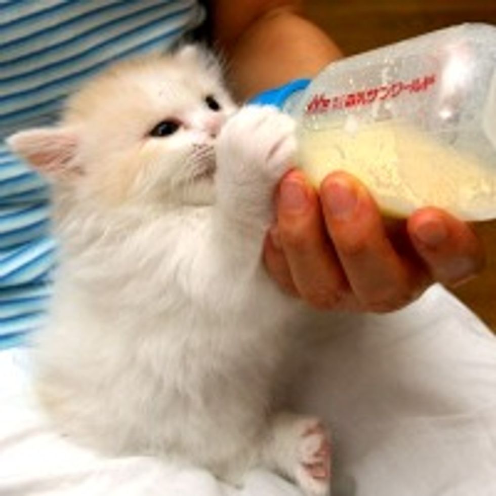 Kitty Demands His Bottle Immediately!