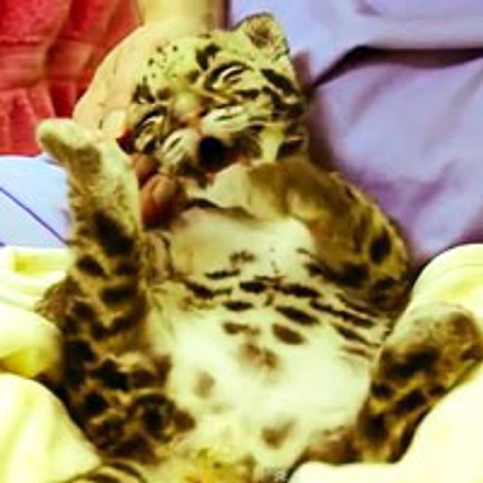That's the Spot!
