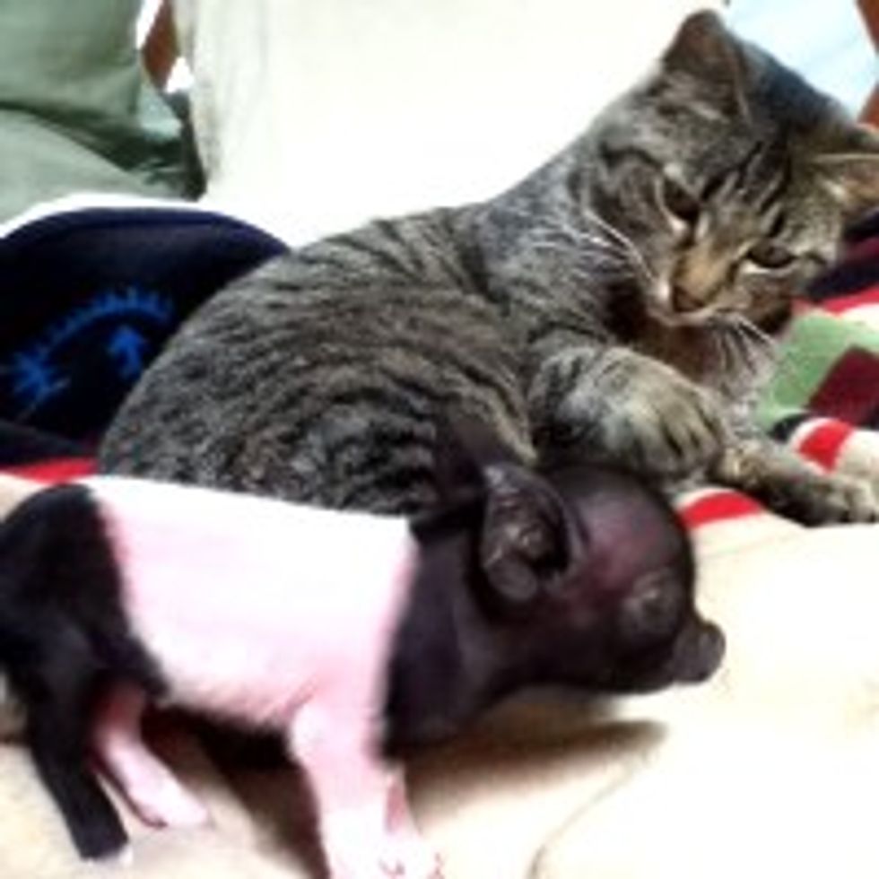 Kitty Finds Piggy, Friends for Life
