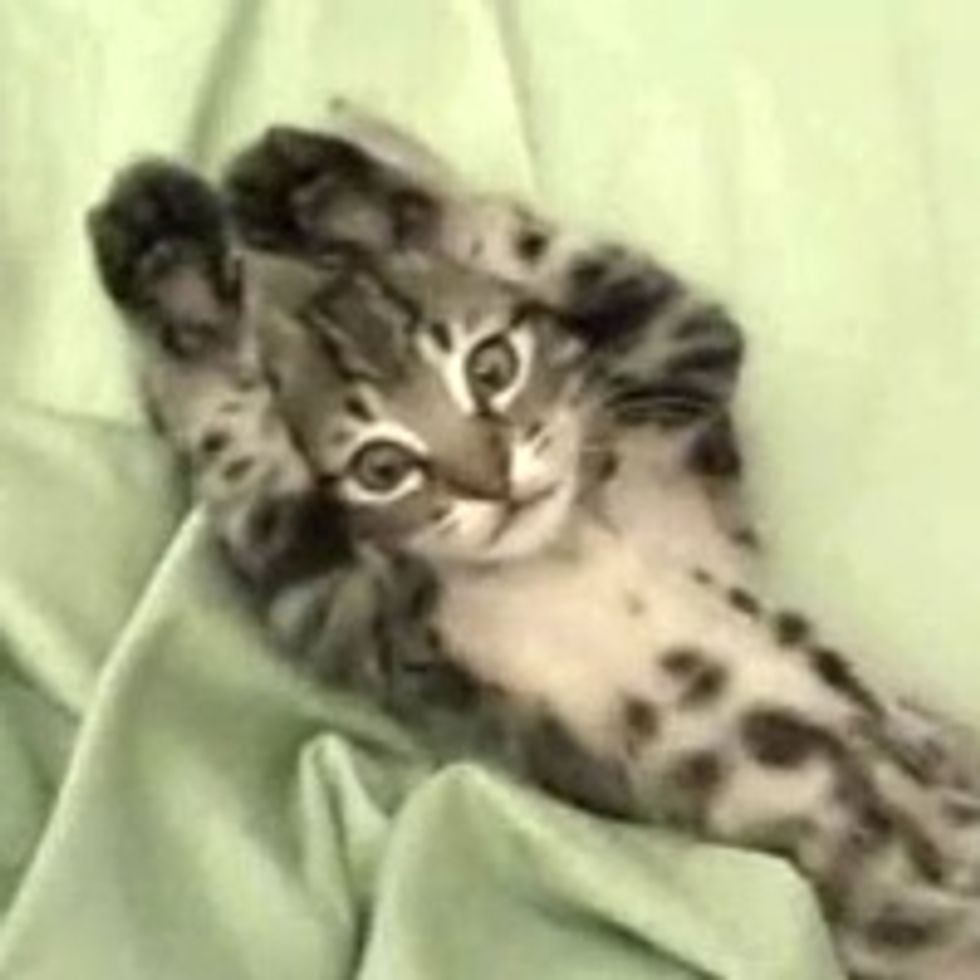 Arms up! I Surrender!
