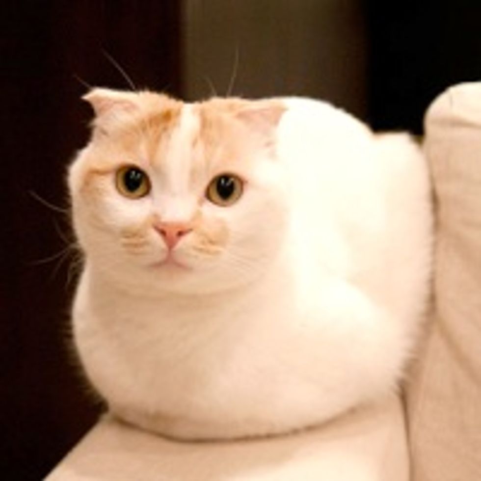 Look Mom, No Paws!