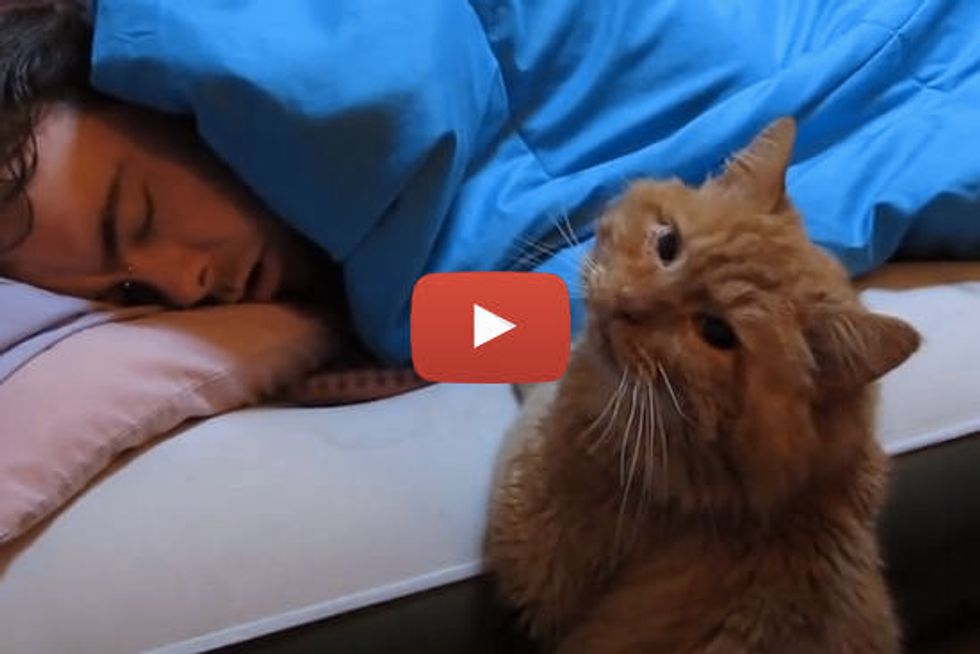 Kitty: Why Won't Dad Wake Up to Play With Me?