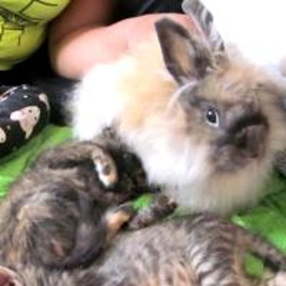Kitties and Their Bunny Cat-sitter