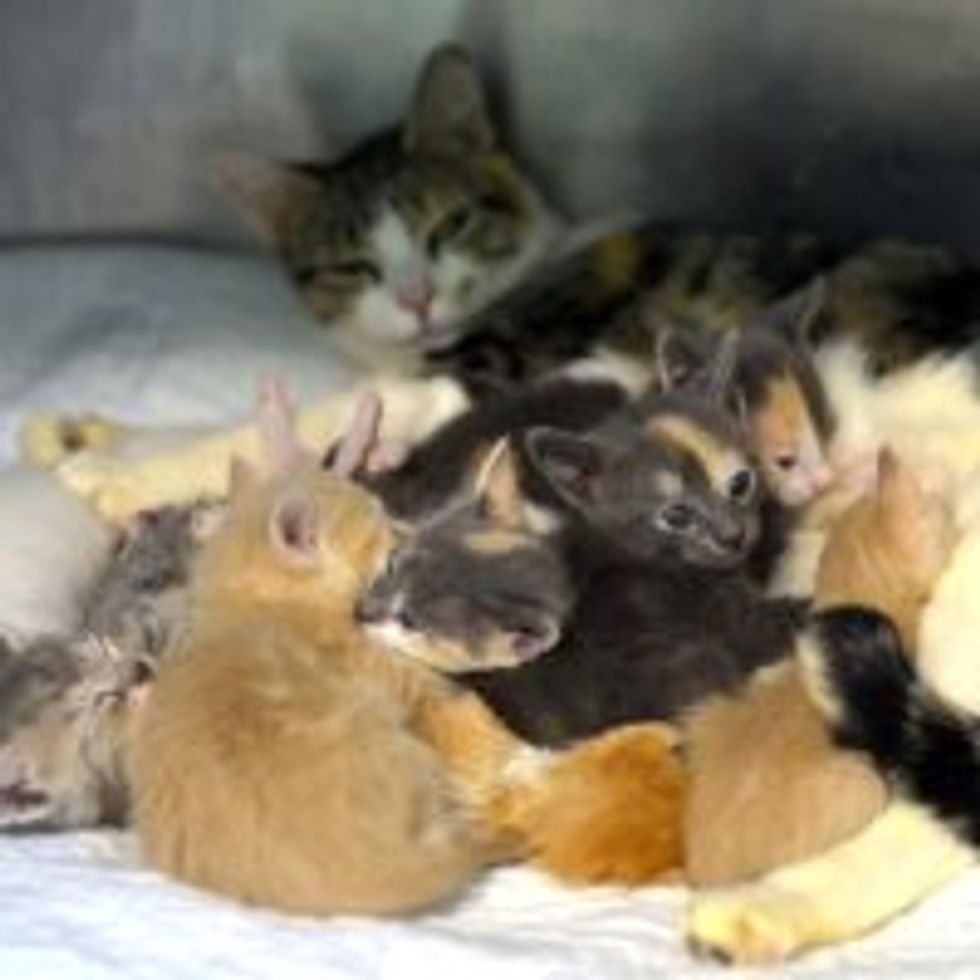 Rescue Cat Mama and Her Puddle of Kittens