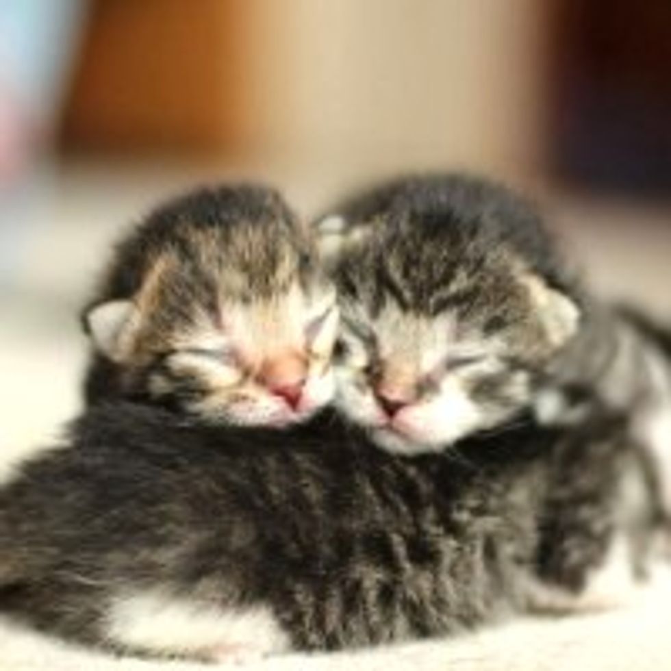 First Lesson in Kittenhood: Pile Up