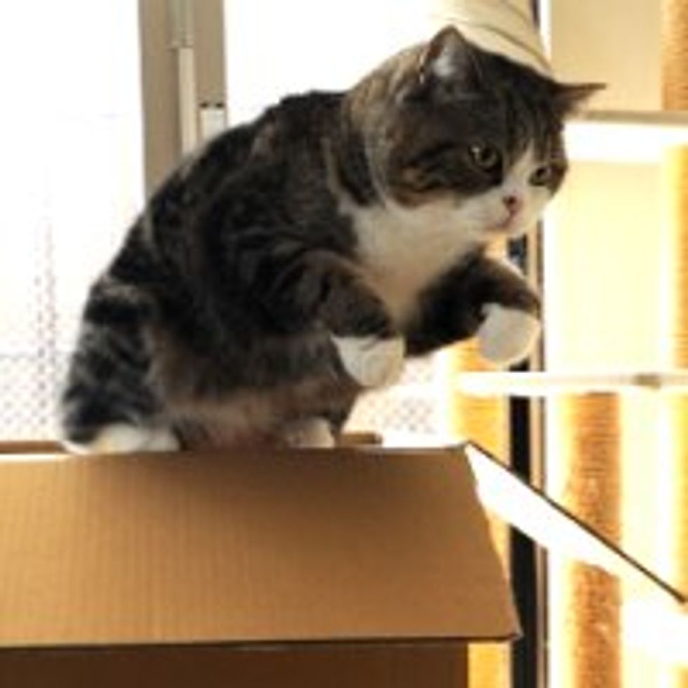 Maru and Too Many Boxes