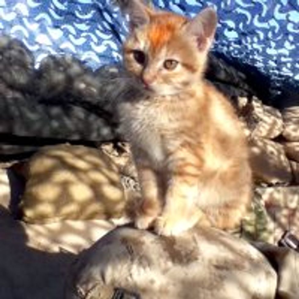 Little Afghan Kitten Becomes Friends with US Marines