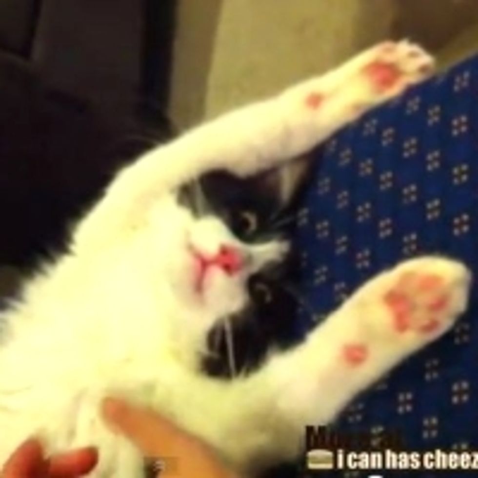 One Very Relaxed Kitty
