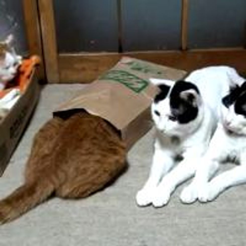 Bags are Like Magnets to Cats.