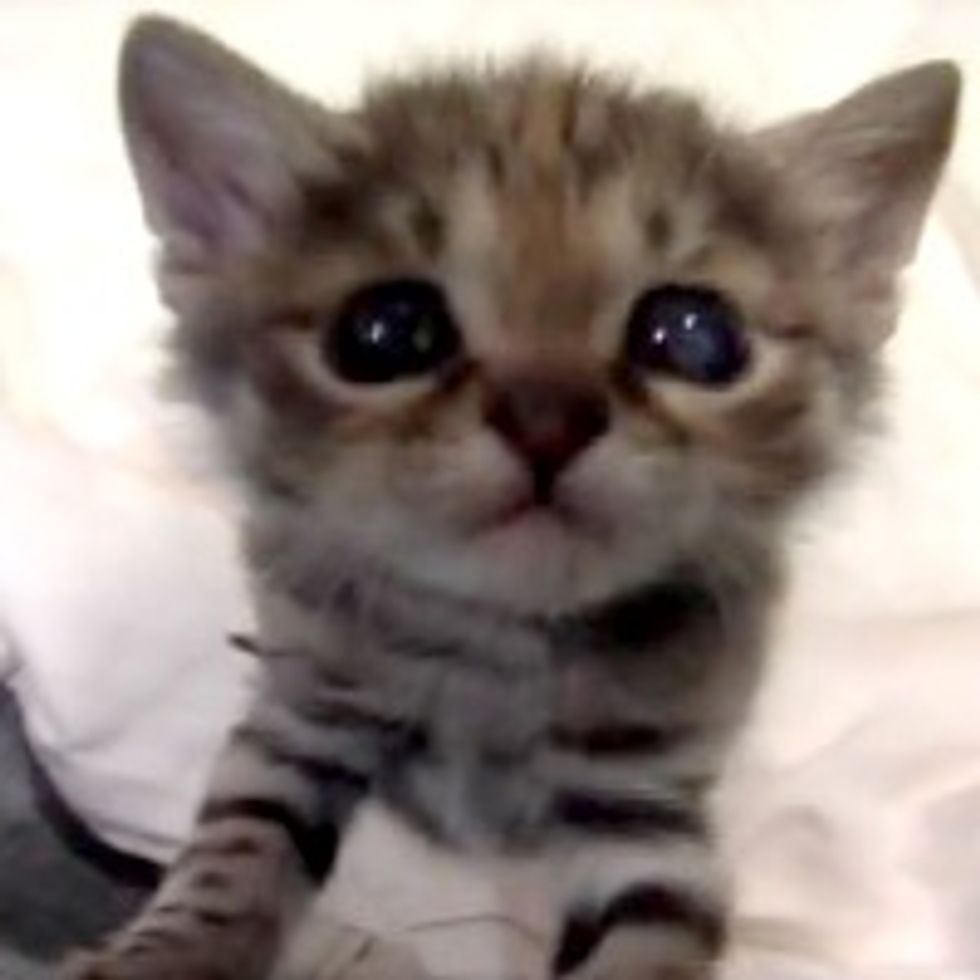 So Cute It Hurts: Black-Footed Kitten at Brookfield Zoo