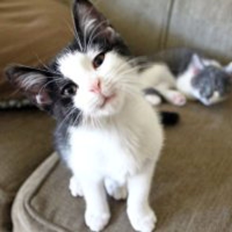 Kitty Likes the Sound the Camera Makes