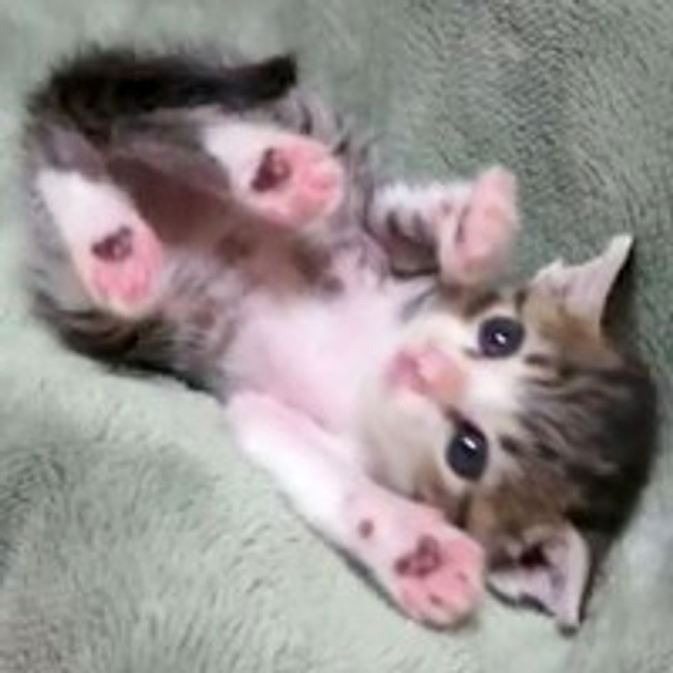 Sweet Squirmy Kitty Ohagi
