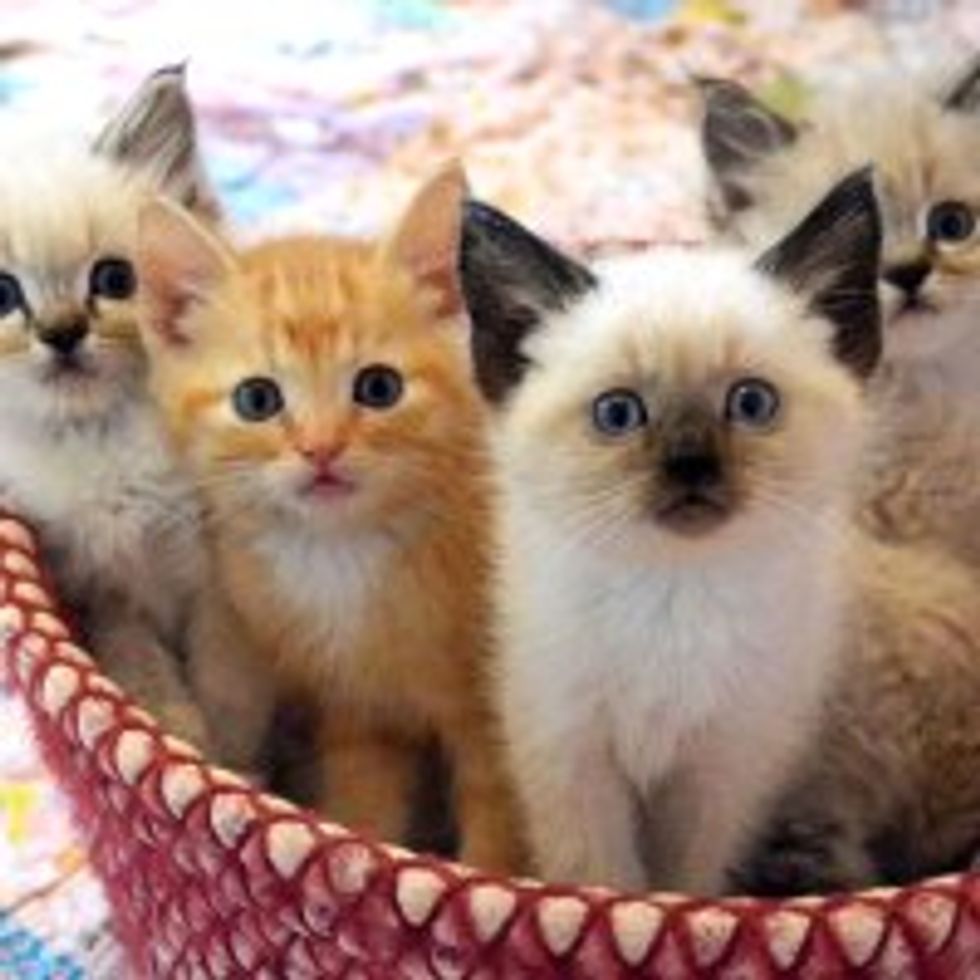 A Basket of Kitties Off to Lala Land