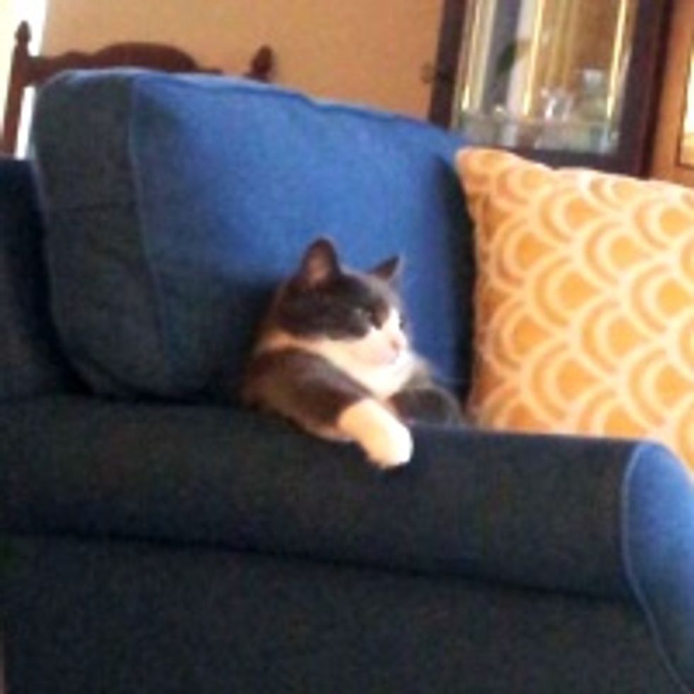 Kitty Watching TV Like a Boss
