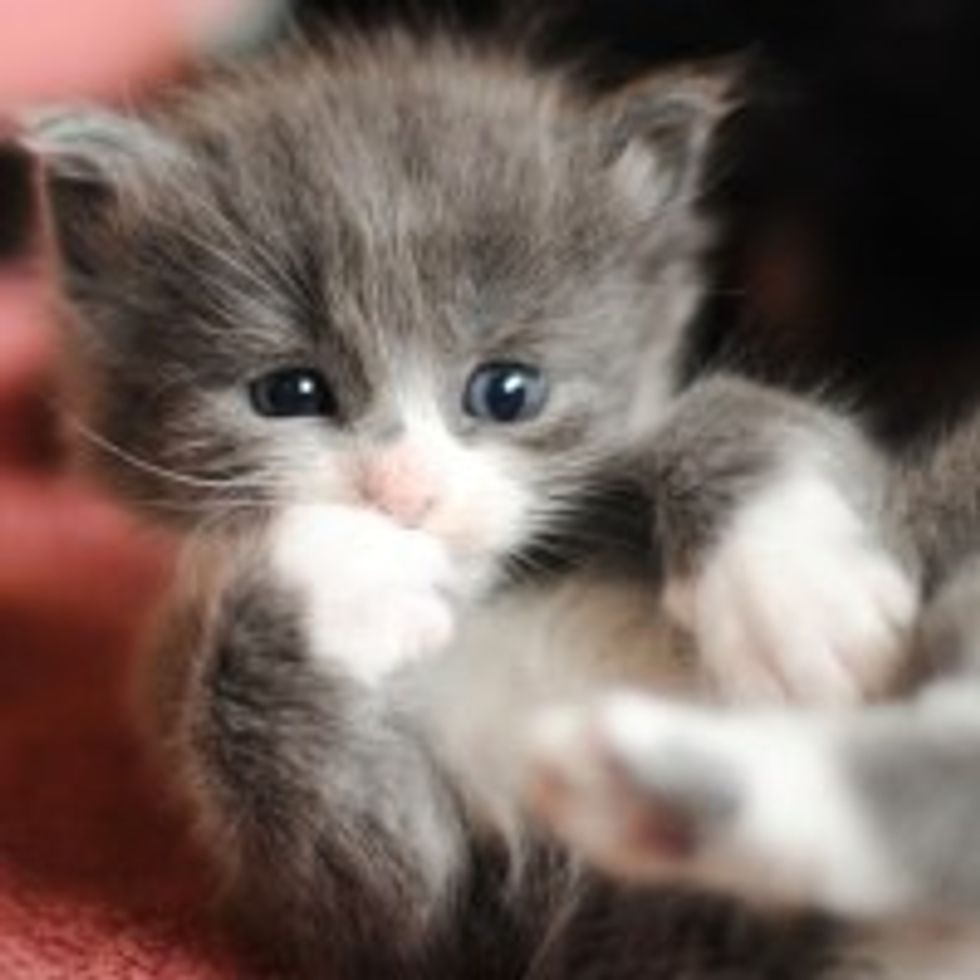 Tiny Grey Foster Gets Bigger and Fluffier