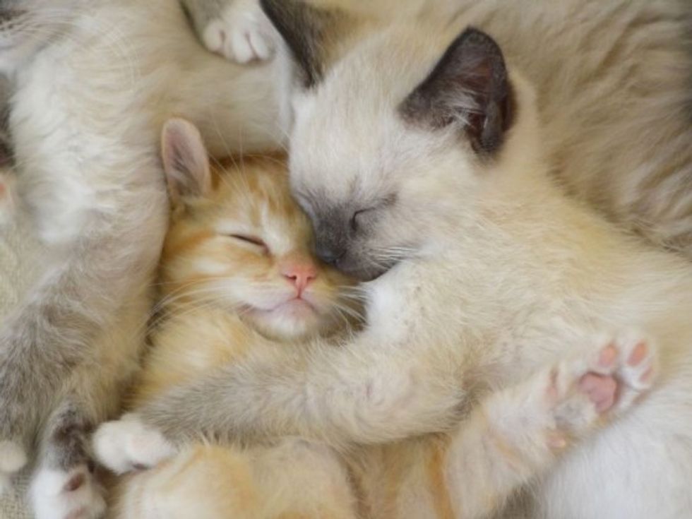 Furry Cuddle Puddle of Cuteness - Love Meow