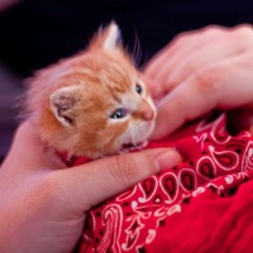 Pan the Kitty Adopts His Humans