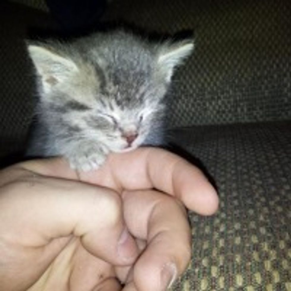 Kitten Found in the Rain: Hold My Paw