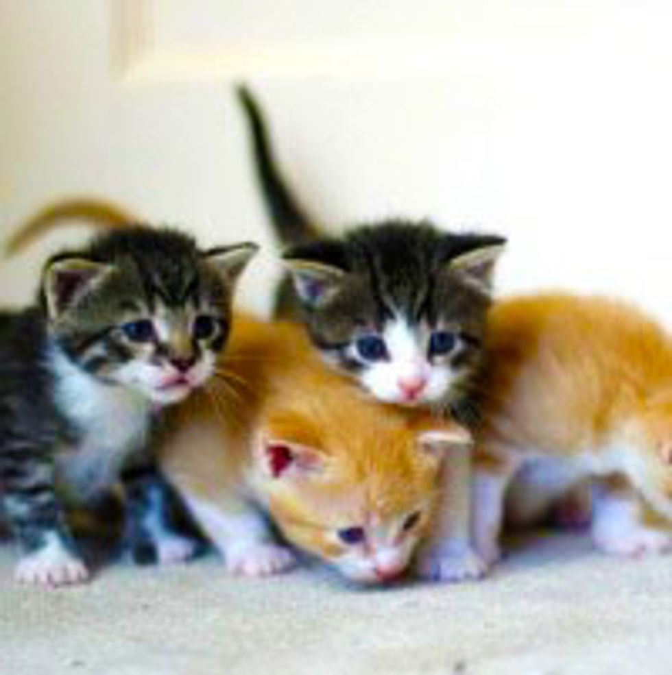 Furry Kitty Troop on the Prowl