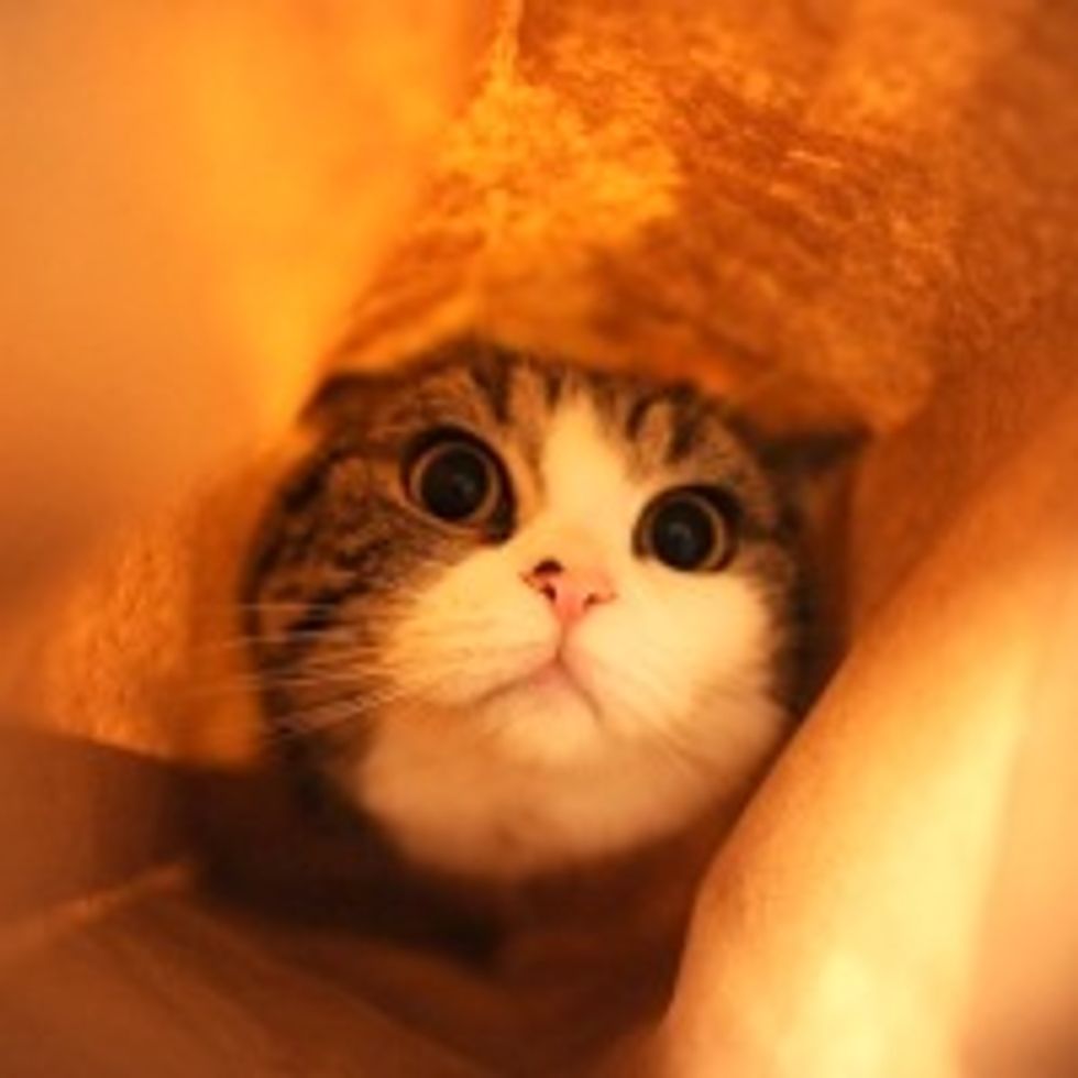 Maru Puts a Paper Bag on His Head