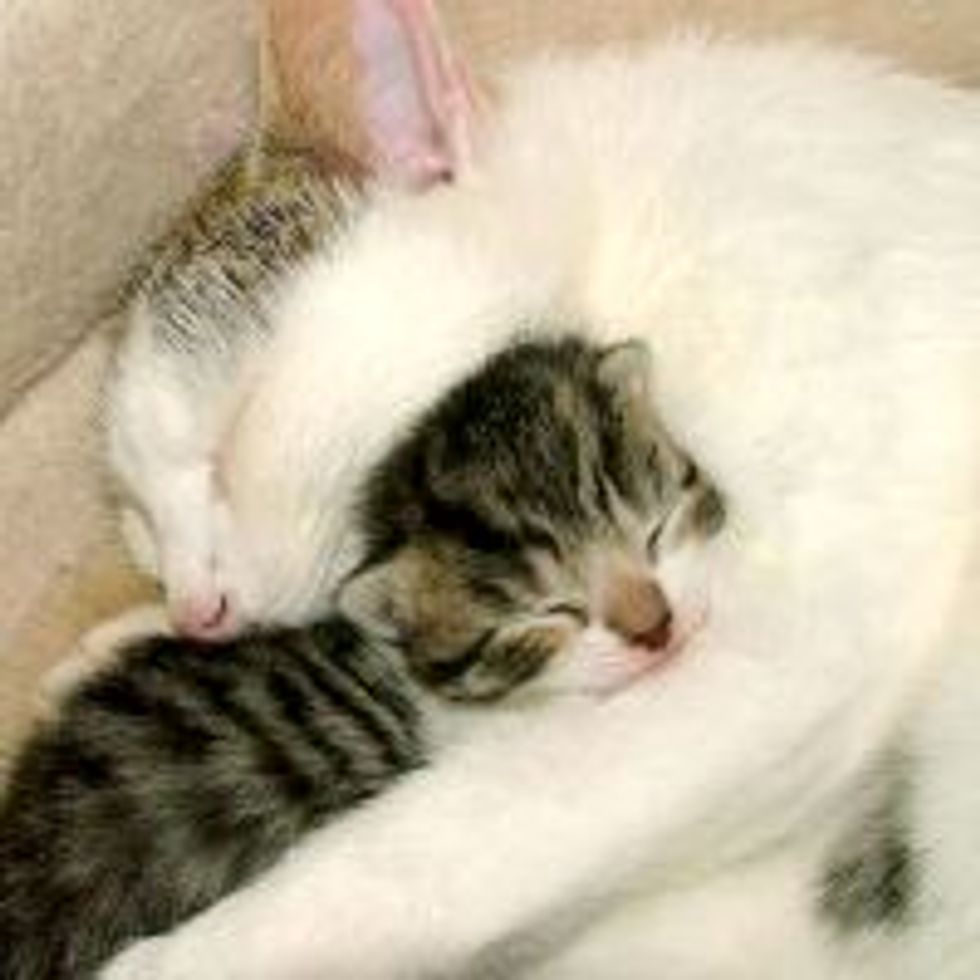 Cat Mama: I Protect and Love You!