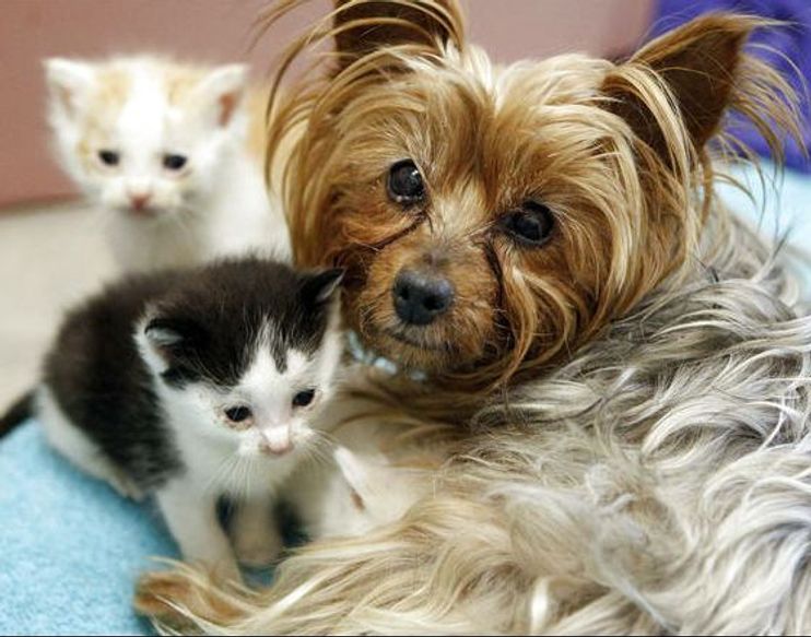 are yorkies good with cats